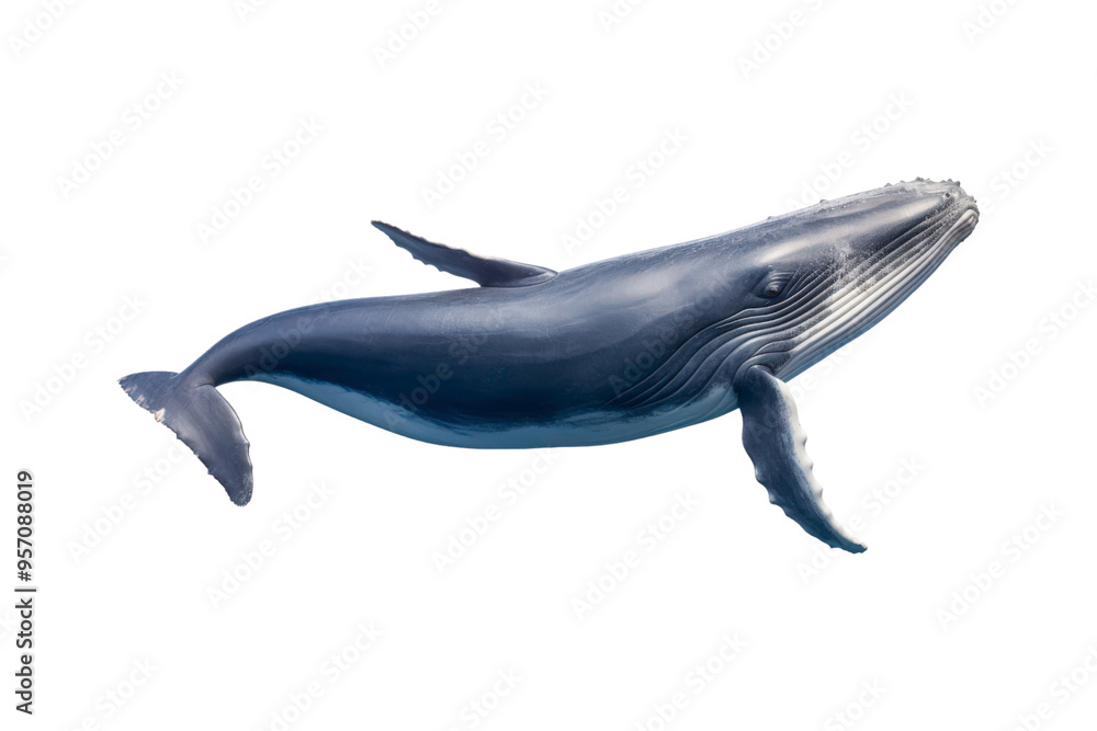 Obraz premium A whale jumps from the water, splashing water. Suitable for marine conservation, marine life education, holiday promotions, and wildlife documentaries