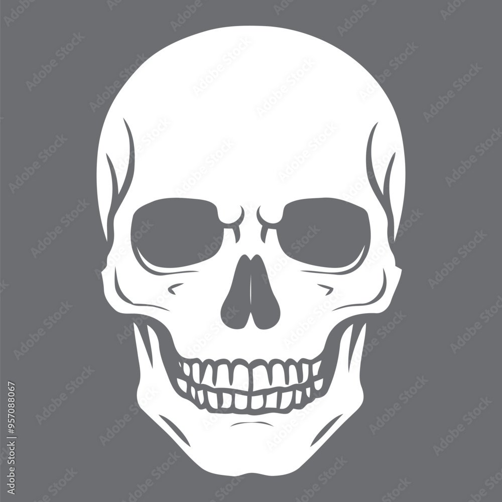 Human skull face isolated on white background. Human skull face isolated on white background.