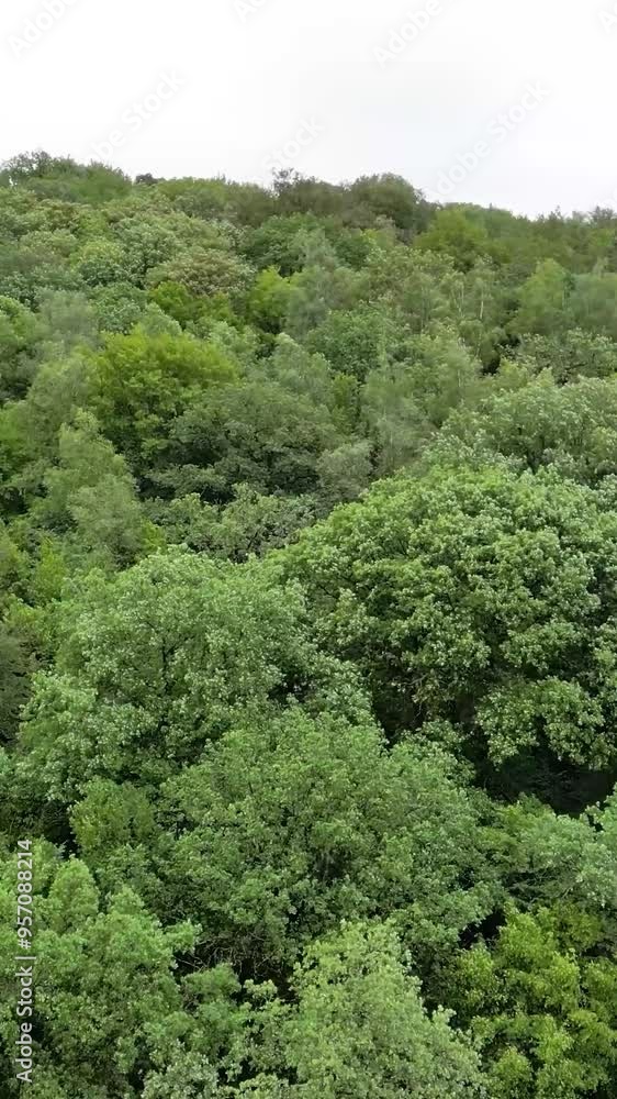 flying directly to forest trees green nature landscape windy day wind leaves shaking flying directly to forest trees green nature landscape windy day wind leaves shaking