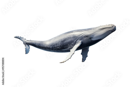 A whale jumps from the water, splashing water. Suitable for marine conservation, marine life education, holiday promotions, and wildlife documentaries photo