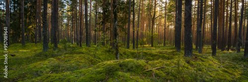 Photos old pine forest with lush green moss on large hummocks and warm evening sun behind the trees
