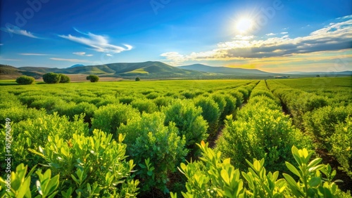 Vibrant green jojoba plants stretch towards the sky in a vast, sun-kissed field, with gentle hills and clear blue horizon in the background.