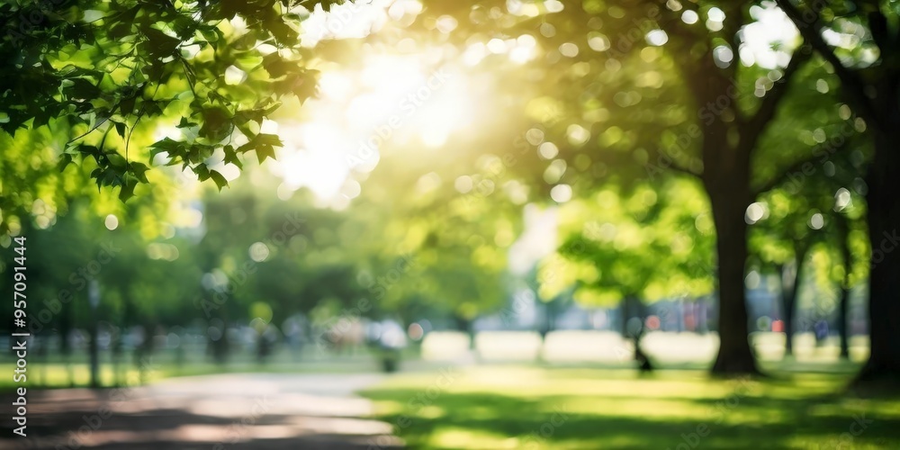 Obraz premium park with trees and grass in the sunlight