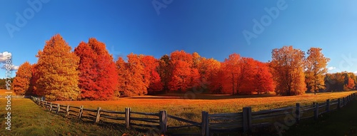 A cornfield in Wausau, Wisconsin in October, surrounded by colorful autumn maple trees photo