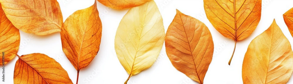 Fototapeta premium Isolated on transparent background, autumn leaves with a golden, red and orange color scheme falling across the flowing transparent background. Hello autumn png.