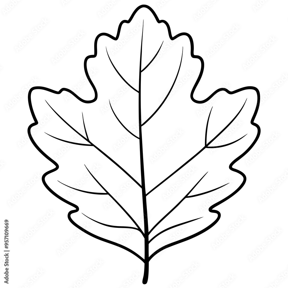 Minimalist Vector of a Large Oak Leaf with Veins Minimalist Vector of a Large Oak Leaf with Veins