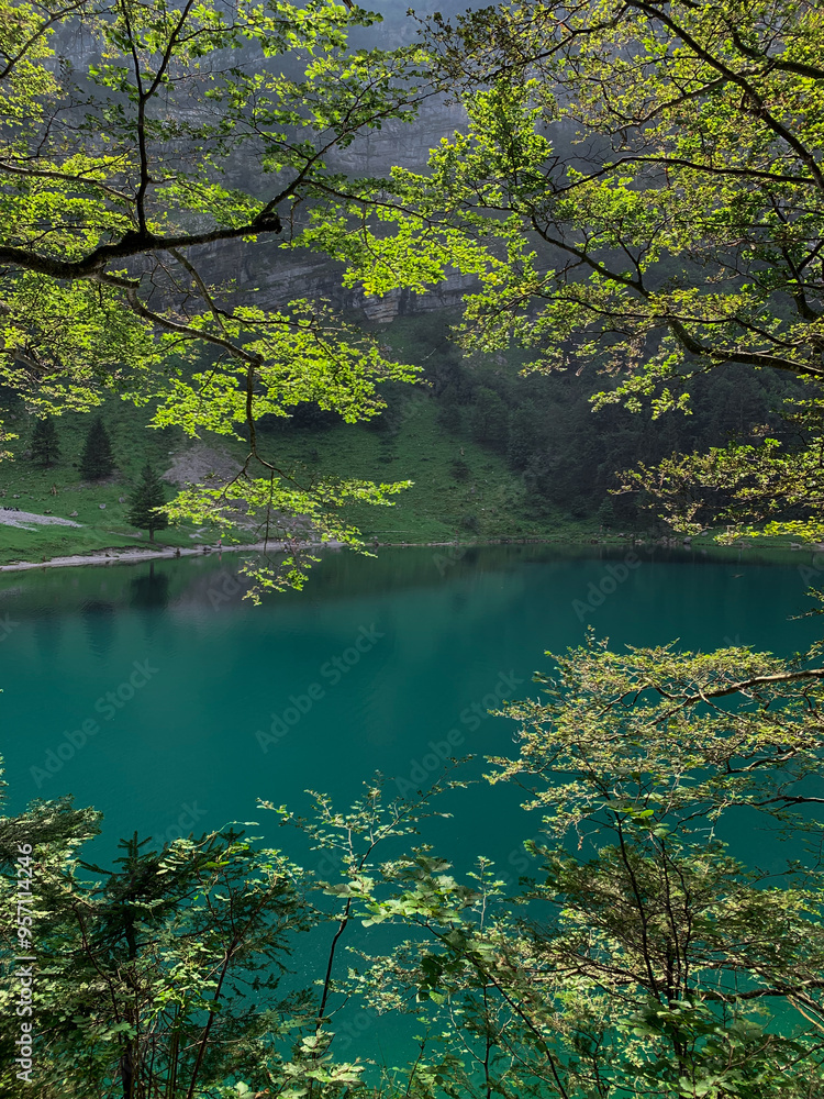 lake in the forest lake in the forest