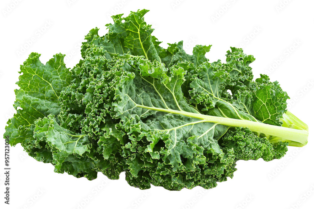 Fresh, vibrant kale leaves ready for healthy cooking and nutritious recipes. Ideal for salads, smoothies, and garnishes. Fresh, vibrant kale leaves ready for healthy cooking and nutritious recipes. Ideal for salads, smoothies, and garnishes.