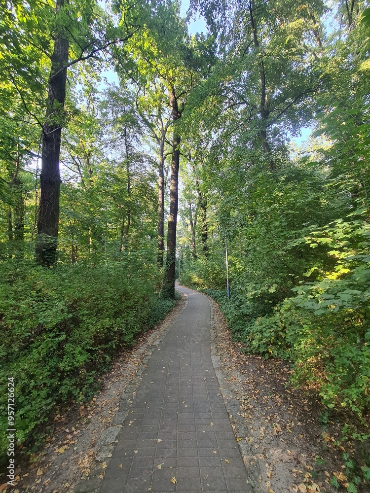 Fototapeta premium ein Naturpfad in Eichwalde, Brandenburg