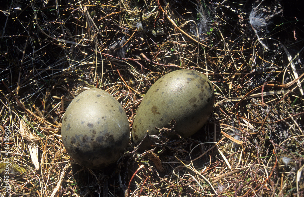 Grand Labbe, oeufs,.Stercorarius skua, Great Skua Grand Labbe, oeufs,.Stercorarius skua, Great Skua