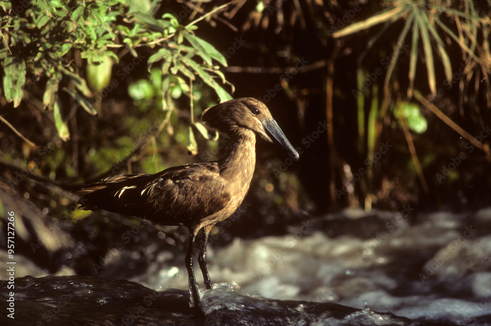 Ombrette africaine,. Scopus umbretta, Hamerkop Ombrette africaine,. Scopus umbretta, Hamerkop