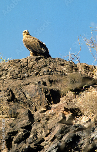 Konstfotografi Aigle ravisseur,.Aquila rapax, Tawny Eagle