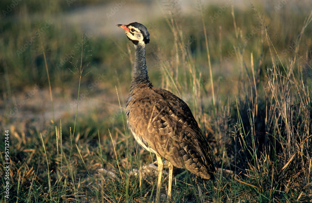 Outarde du Sénégal, Outarde de Barrow, Eupodotis senegalensis barrowii, White bellied Bustard (barrowii) Outarde du Sénégal, Outarde de Barrow, Eupodotis senegalensis barrowii, White bellied Bustard (barrowii)