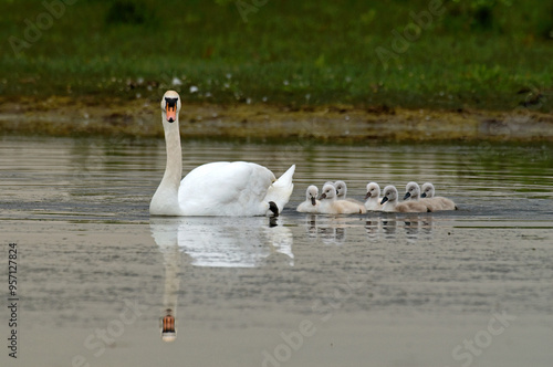 Cygne tuberculé, jeune, .Cygnus olor, Mute Swan