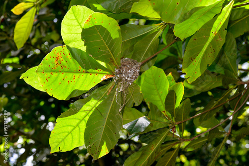 Tchitrec des Seychelles, veuve des Seychelles, nid,.Terpsiphone corvina, Seychelles Paradise FlycatcherIles, Seychelles photo