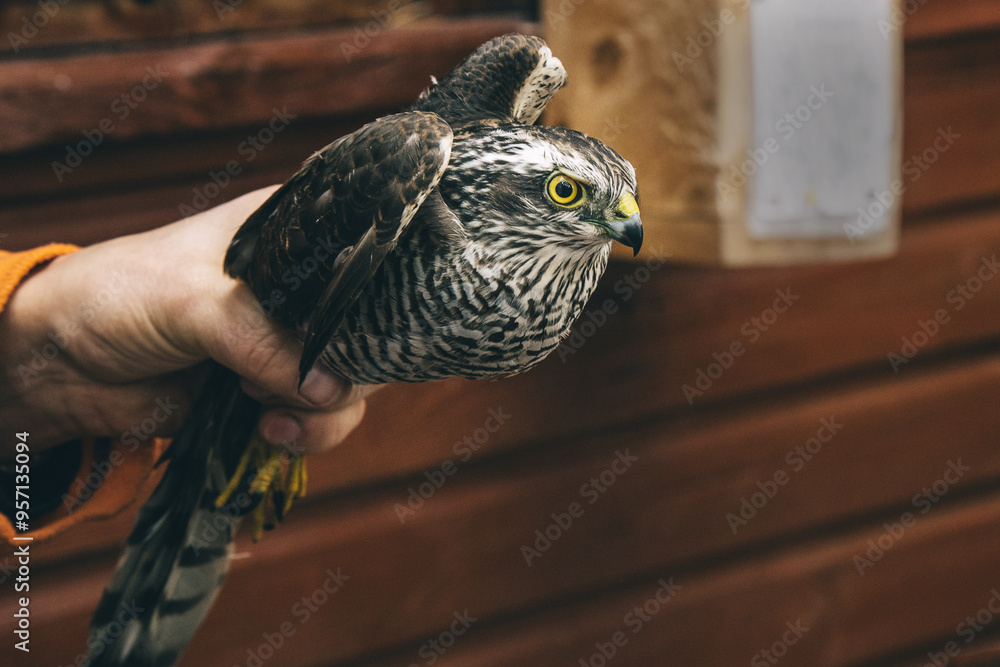Eurasian sparrowhawk or Accipiter nisus in hand in Fringilla field ornithological station. in the Curonian Spit National Park. . Russia