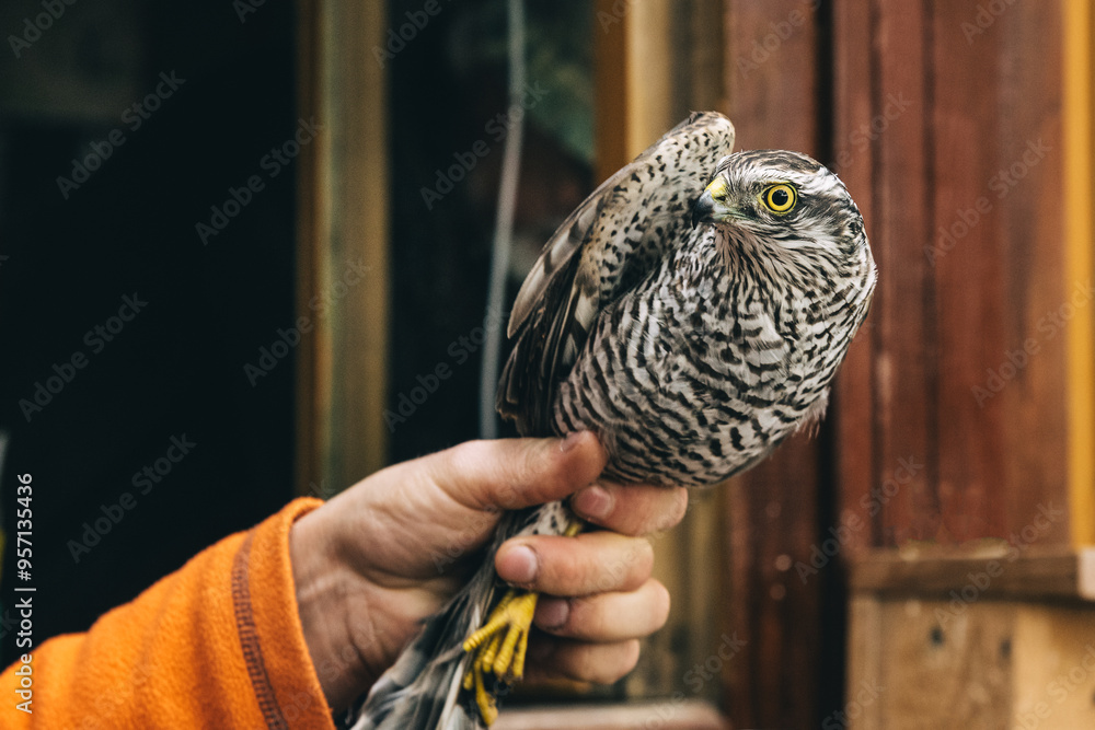 Eurasian sparrowhawk or Accipiter nisus in hand in Fringilla field ornithological station. in the Curonian Spit National Park. . Russia