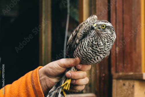 Obraz na płótnie Eurasian sparrowhawk or Accipiter nisus in hand in Fringilla field ornithological station. in the Curonian Spit National Park. . Russia w salonie