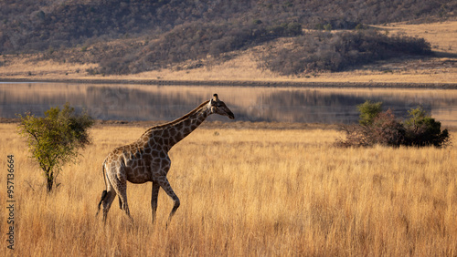 Canvas Print Giraffe in Pilanesberg National Park South Africa