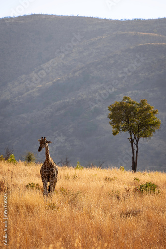 Giraffe in Pilanesberg National Park South Africa photo