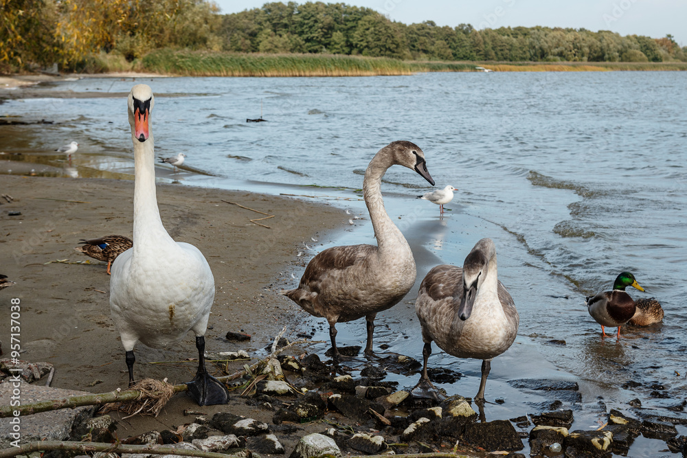 Swans on banks of Curonian Lagoon on Curonian Spit in village Lesnoy. Russia