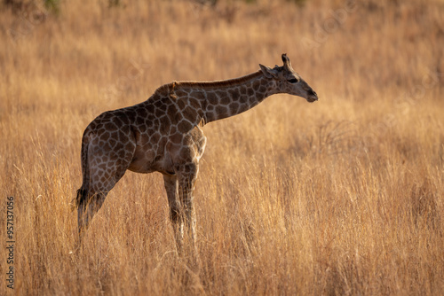 Giraffe in Pilanesberg National Park South Africa photo