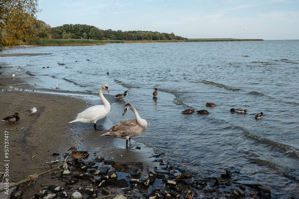 Swans on banks of Curonian Lagoon on Curonian Spit in village Lesnoy. Russia