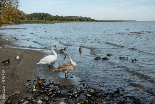 Obraz na płótnie Swans on banks of Curonian Lagoon on Curonian Spit in village Lesnoy. Russia w salonie
