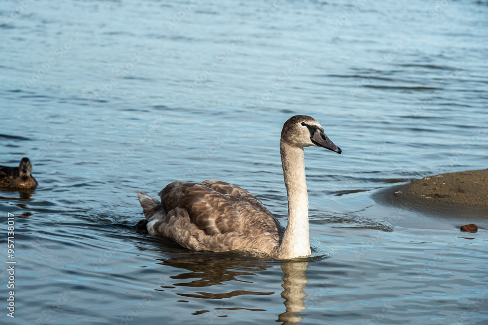 Swans in Curonian Lagoon on Curonian Spit in village Lesnoy. Russia