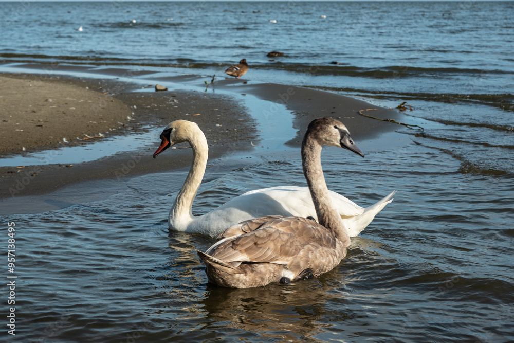 Swans in Curonian Lagoon on Curonian Spit in village Lesnoy. Russia