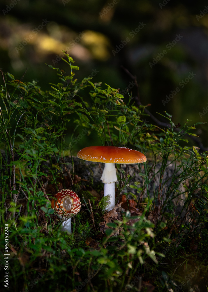 two toadstool in the forest two toadstool in the forest