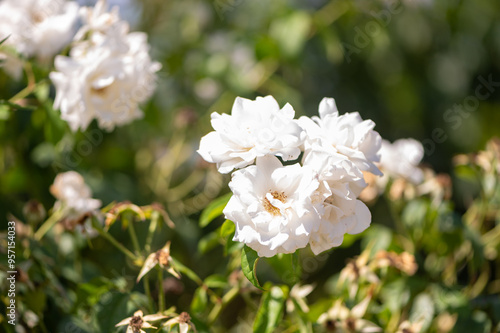 Gros plan sur des roses photo