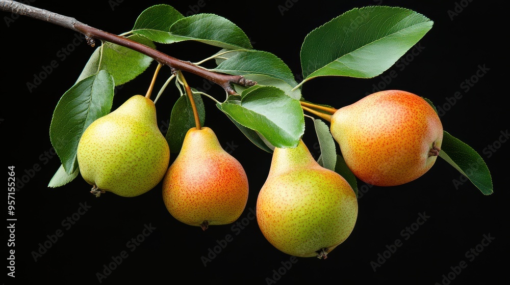 Pear fruit with tree branch leaf over black background Pear fruit with tree branch leaf over black background