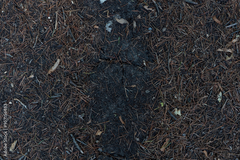 Forest Ground with Pine Needles and Twigs. Wet forest ground texture. Forest Ground with Pine Needles and Twigs. Wet forest ground texture.