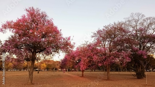 Tree Physocalimma scaberrimum photo