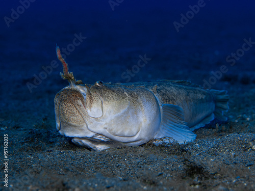 Obraz na płótnie Uranoscopus scaber fish has got a bait ins his mouth that use hunt its preys