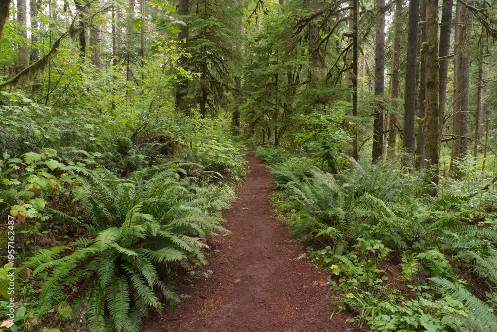 Fototapeta premium Hiking trail through an Oregon forest