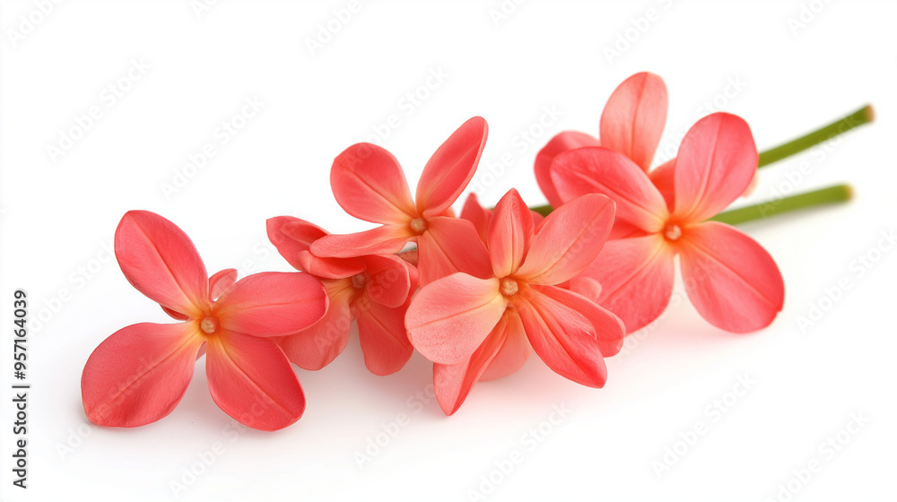 Fototapeta premium Bouvardia flowers isolated on white background
