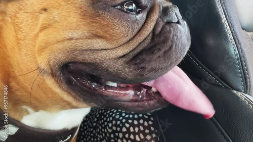 French bulldog dog with a tongue sticking out is sitting in a driving car