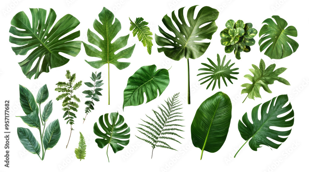 Green Leaves Collection isolated on Background. Green Leaves Collection isolated on Background.