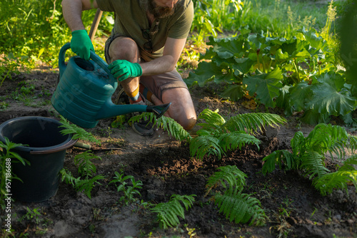 watering a fern bush photo