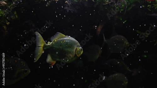 Slow motion of beautiful shiny Redhook myleus or Redhook silver dollar (Myloplus rubripinnis) swimming in an aquarium at night among little rising bubbles. Freshwater fish tank in evening lights. photo