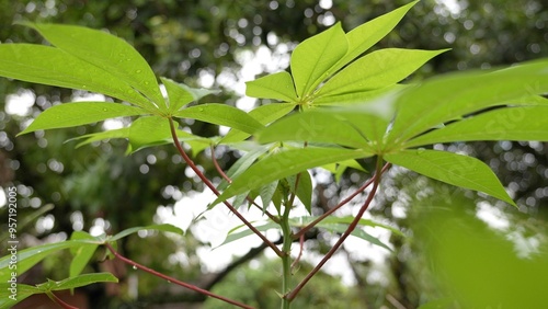 Small cassava plants in the garden 