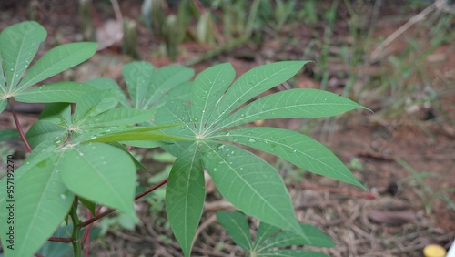 Small cassava plants in the garden 