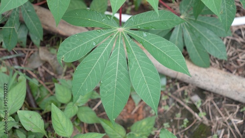 Small cassava plants in the garden 