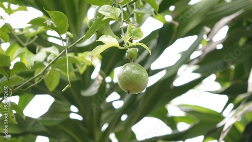 Green passion fruit trees and fruits