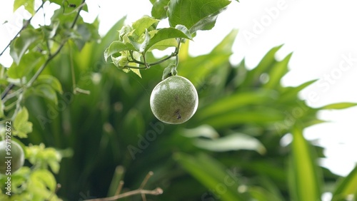 Green passion fruit trees and fruits