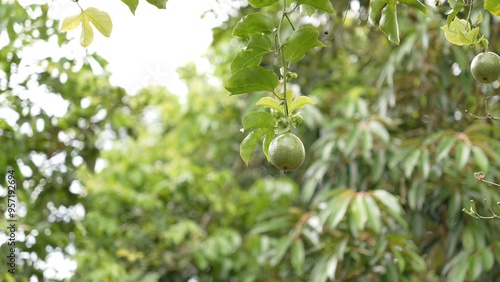 Green passion fruit trees and fruits