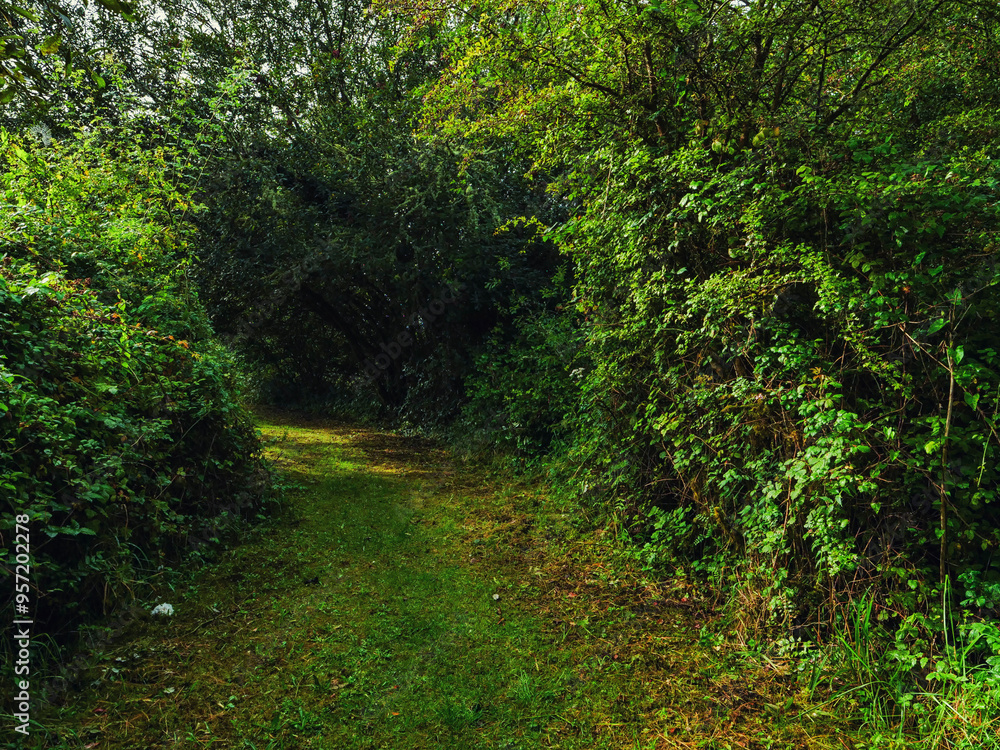 A tunnel like path through a forest with trees on either side. The path is covered in leaves and dirt and creates drama and tension. Scene in a park. A tunnel like path through a forest with trees on either side. The path is covered in leaves and dirt and creates drama and tension. Scene in a park.