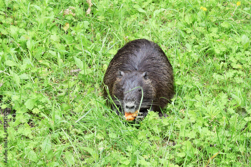 Wildlife. A black otter sits in the grass and eats a carrot. Wildlife. A black otter sits in the grass and eats a carrot.